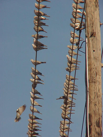 ECDO- Presidents Is. on wires.jpg
