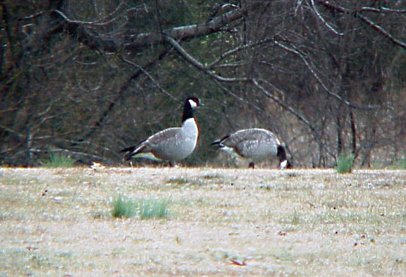 Richardsons Geese