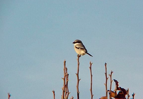 Loggerhead Shrike - 12-6-03
