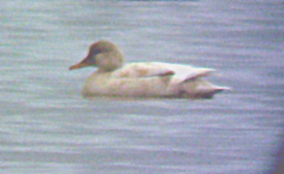 Leucistic Gadwall - 1-25-04 Britton Ford.