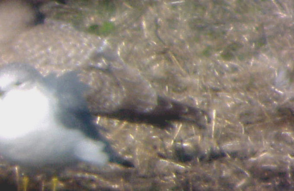 Thayers Gull - 1-10-04   wing tips