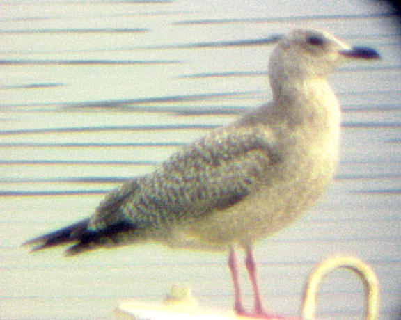 Thayers Gull - 2-14-04 - pale