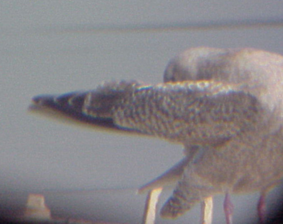 Thayers Gull  2-14-04  primary tips