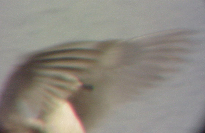 Thayers Gull - wing flap