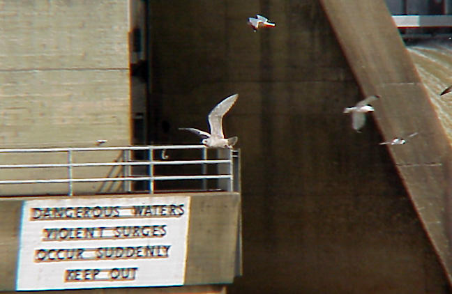 Thayers Gull  2-14-04  in flight