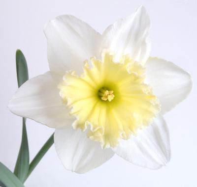 White Daffodil.jpg