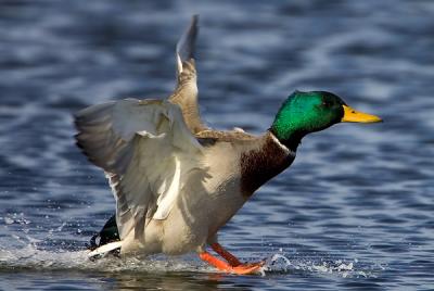 Mallard