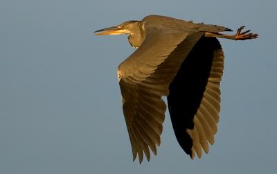 Grey heron