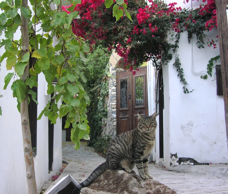 Karmi - North Cyprus