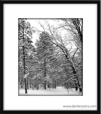 Winter Scene