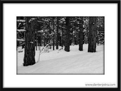 Winter Woods