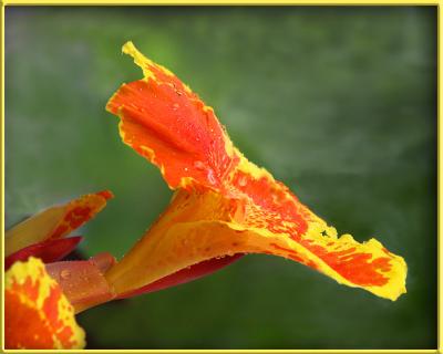 07 06 04 ORANGE FLOWER, Sony V1 .jpg