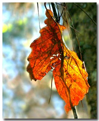 12 06 03  Autumn leaves, Canon 300D.jpg