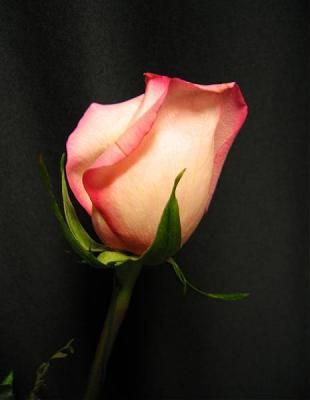 04 21 03 pink  white rose ,canon s 50.jpg