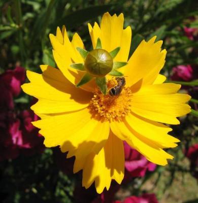 04 26 03 yellow flower with bee, canon s50.jpg