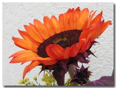 1031 Sunflower, olyuz.jpg