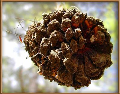 03 31 pine cone, olyuz.jpg