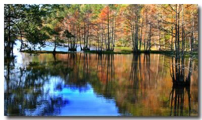 12 06 03 late autumn in the swamp, Canon 300D.jpg
