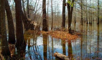 03 15 03  pond reflections, sony 717.jpg