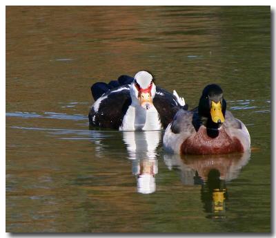 u39/osusana/medium/35031083.121403TwoDucksswimmingREGCanon300D.jpg