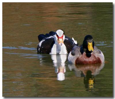 12 14 03 Two Ducks, Canon 300D.jpg