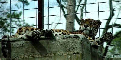 03 08 03 Leopard, Ellen Trout Zoo, sony 717.jpg