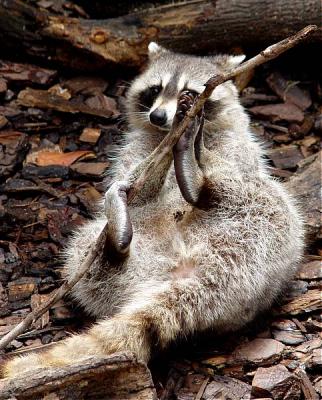 03 08 03 Racoon,  Ellen Trout Zoo, sony717.jpg