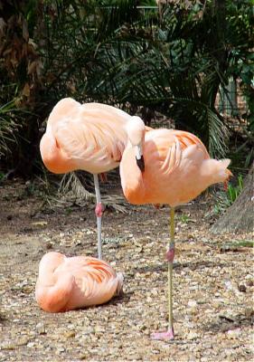 03 08 08 Flamingos, Ellen Trout Zoo, sony717.jpg