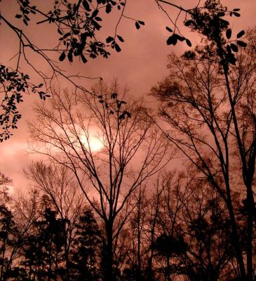 01 20 03 redish sky with tree silhouette, casio.jpg
