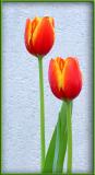 03 06 04 tulips, sony f717.jpg