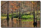 12 06 03  winter swamp, Canon 300D.jpg