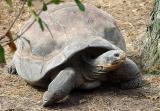 03 08 03, Tortoise 2, Ellen Trout Zoo, sony 717.jpg