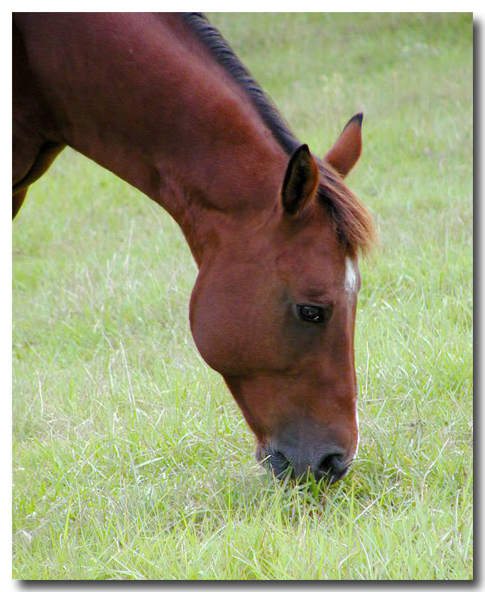 Grazing