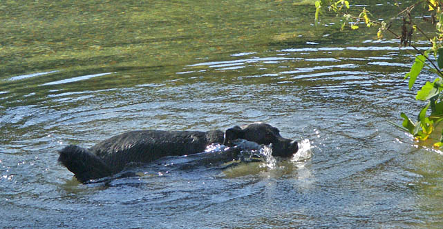 08 17 04 Dog in San Marcos, TX, river, Minolta A1.jpg
