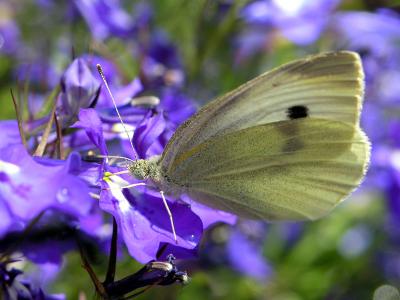 u39/otfchallenge/medium/32413566.bfly.jpg