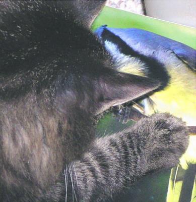 Better Luck Next Time, Mr. Tabby by: cathy waters