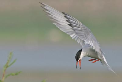 Common Tern