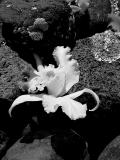 Mookini Kahuna Sacrificial Orchid Alter