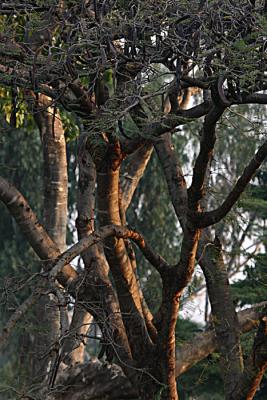 Winter Afternoon Light