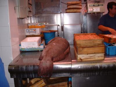 A bass-ackward's view of a fat monkfish in the Mercado Mayor de Murcia.