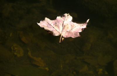  Floating  Leaf