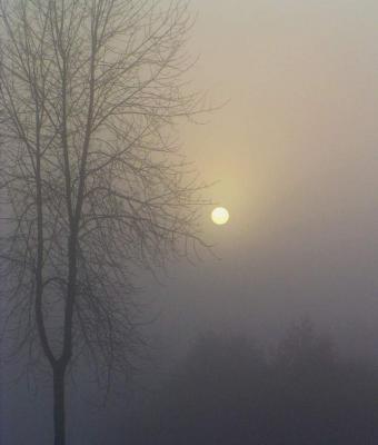 Dense  Fog  Morning  Sun.