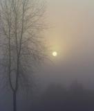 Dense  Fog  Morning  Sun.