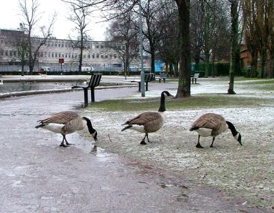 Geese