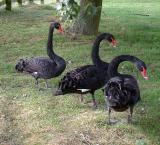 black swans....