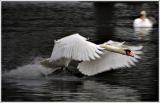 Swan-Flying.jpg