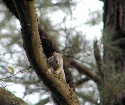 Endangered Delmarva Fox Squirrel, Chincoteague NWR