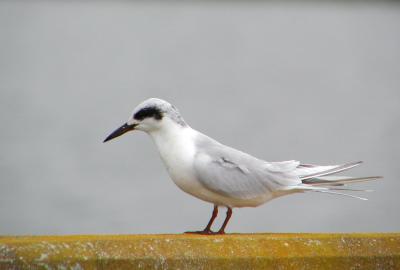 Forster's Tern, Chincoteague NWR