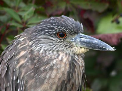 Immature Black-crowned Night-Heron, Chincoteague NWR