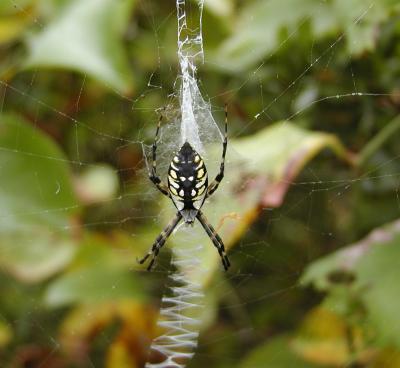 Black-and-yellow Argiope, Chincoteague NWR